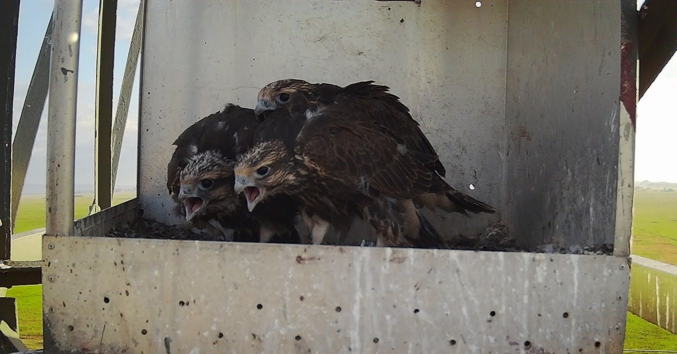 Kerecsensólyom fiókák ürge és pocok zsákmánnyal