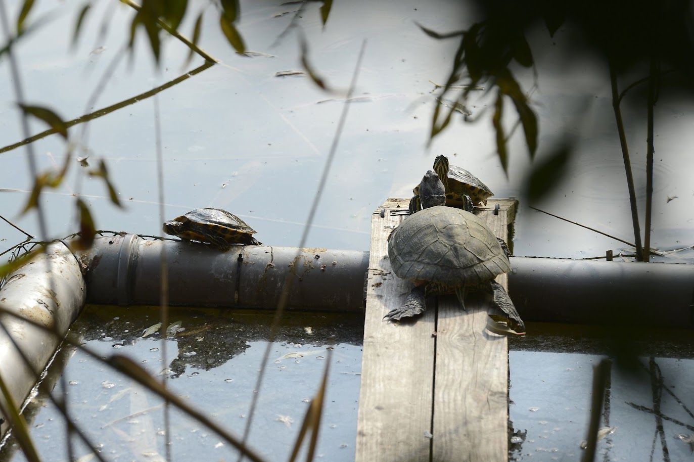 Használatban a napozócsapda (fotó: Halpern Bálint)