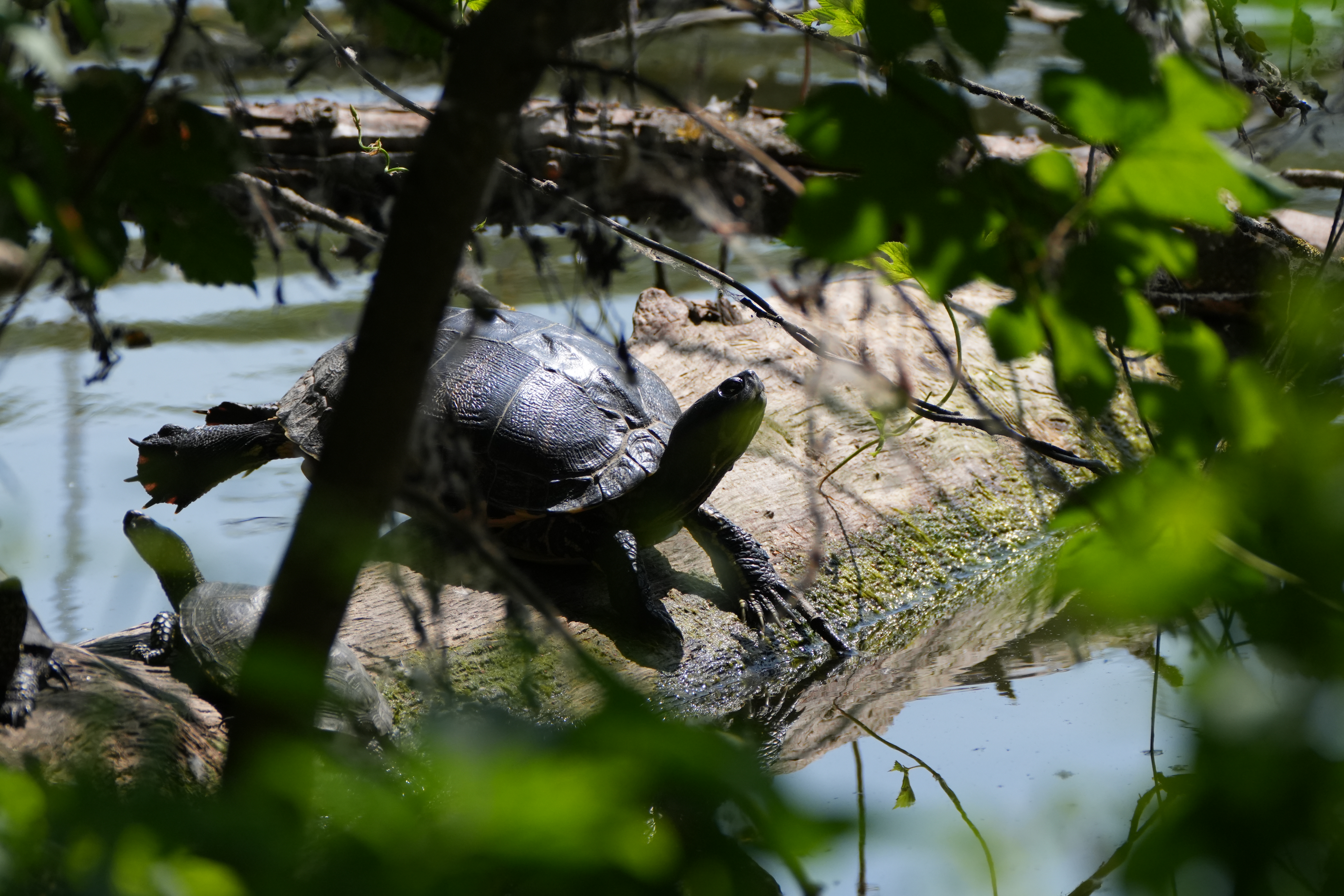 Napozó ékszerteknős a veresegyházi Malom-tóban (fotó: Egerer Anna)
