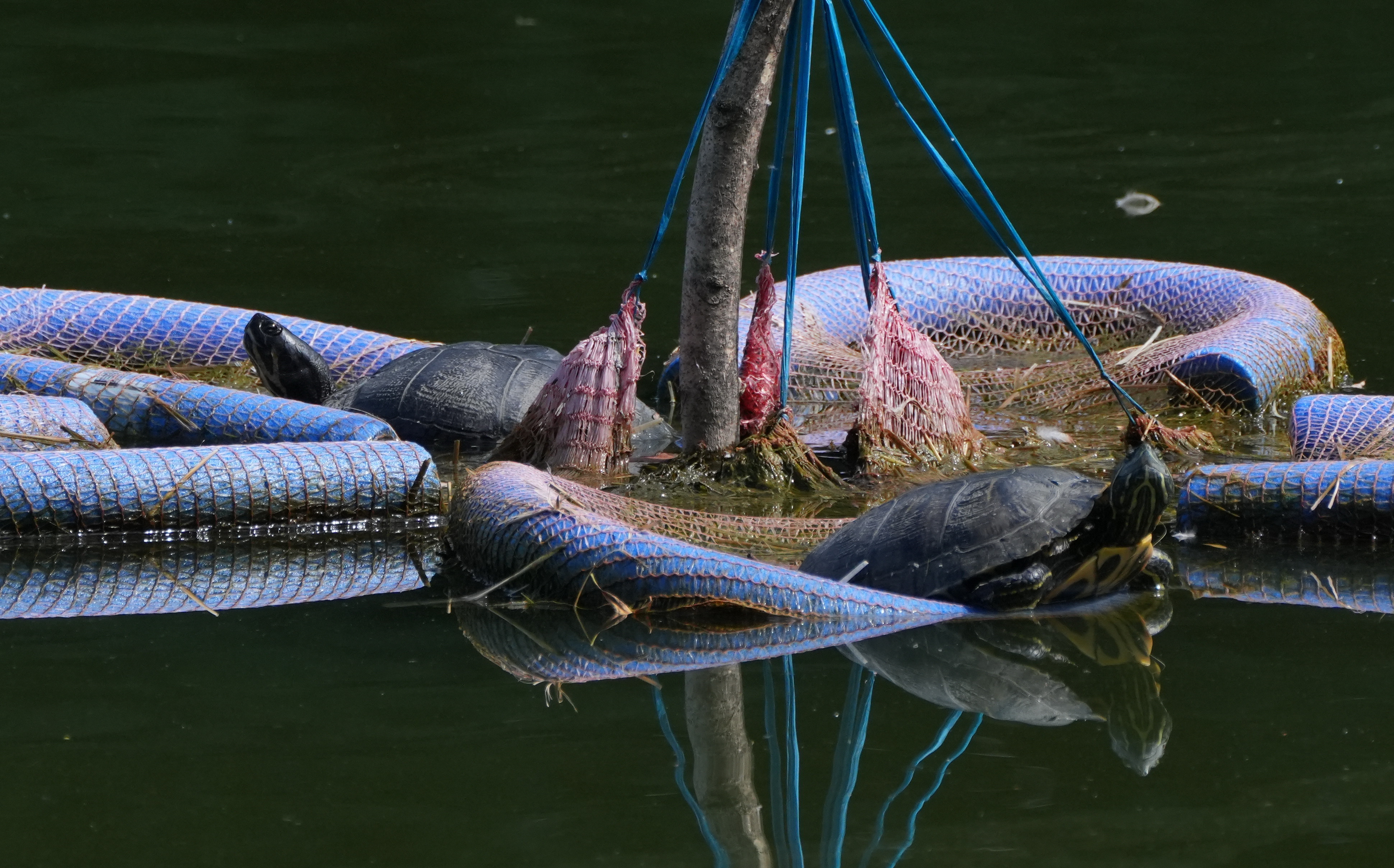 Napozó ékszerteknős a veresegyházi Malom-tóban (fotó: Egerer Anna)