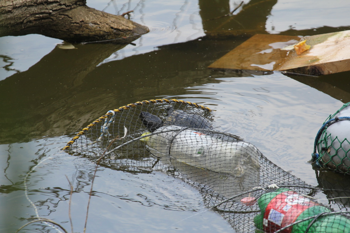 Varsacsapdával kifogott ékszerteknős (fotó: Halpern Bálint)