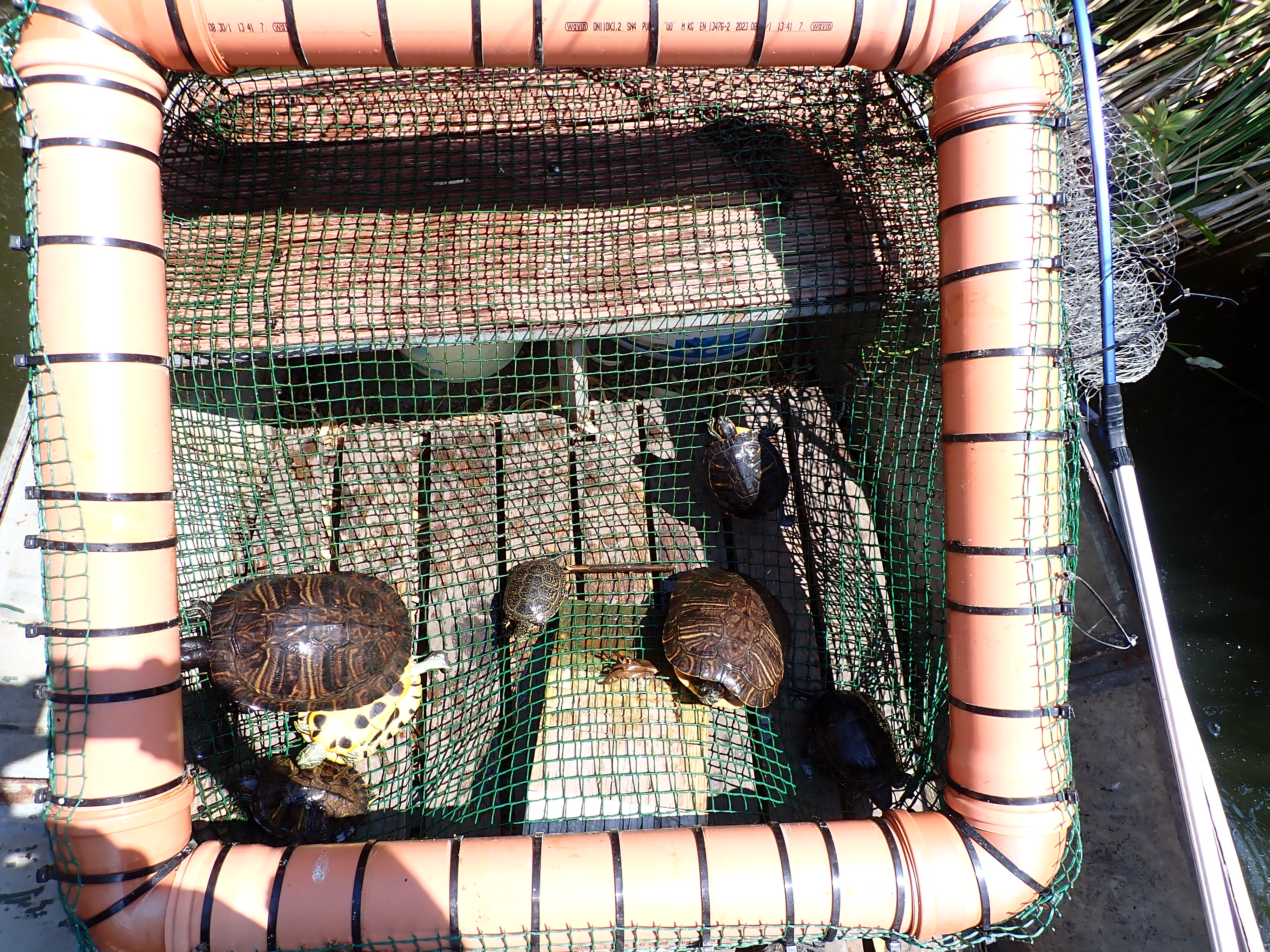 Napozócsapdával kifogott ékszerteknősök és egy mocsári teknős. Ő visszakerült a vízbe. (fotó: Halpern Bálint)