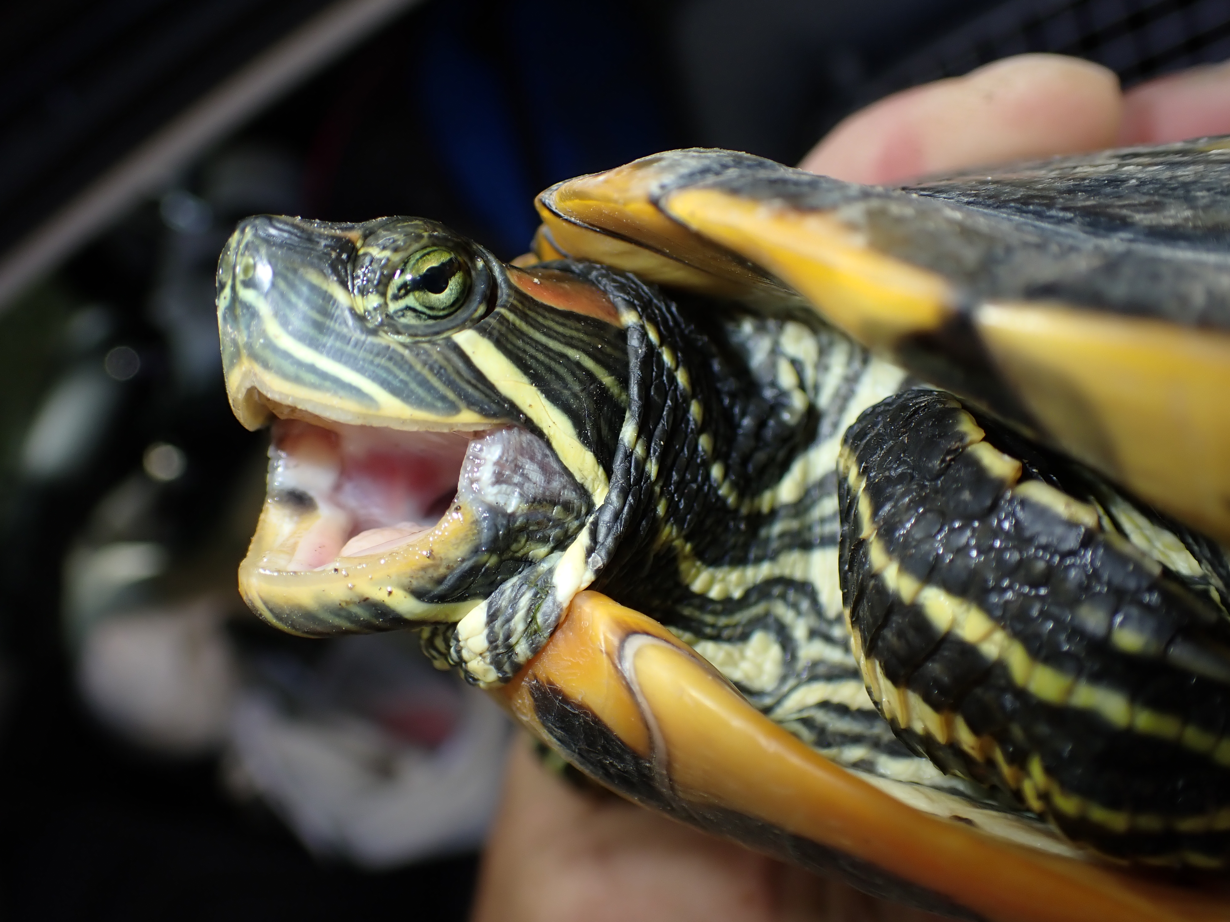 Vörösfülű ékszerteknős (fotó: Halpern Bálint)