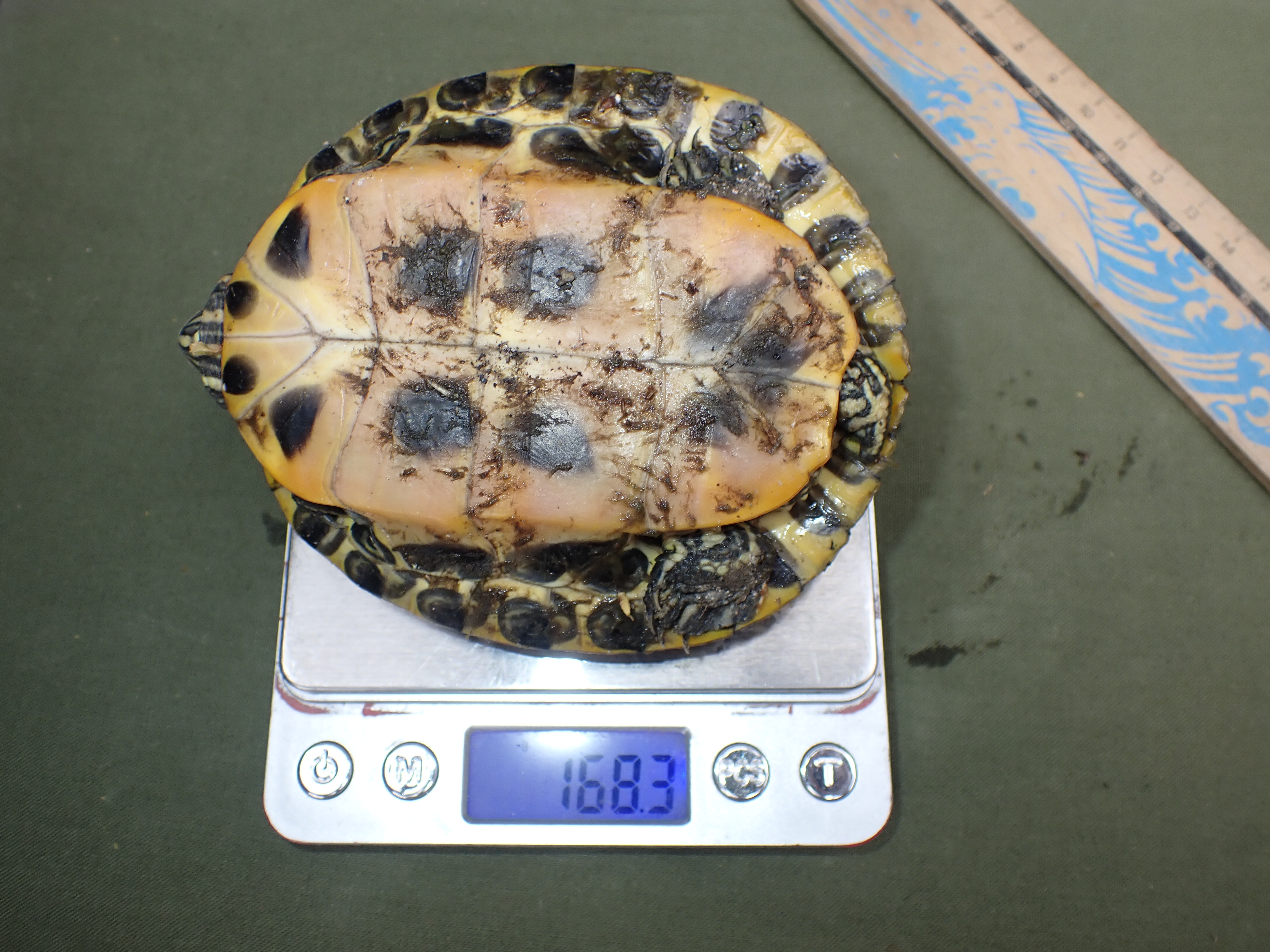 Kifogott teknős mérése (fotó: Halpern Bálint)