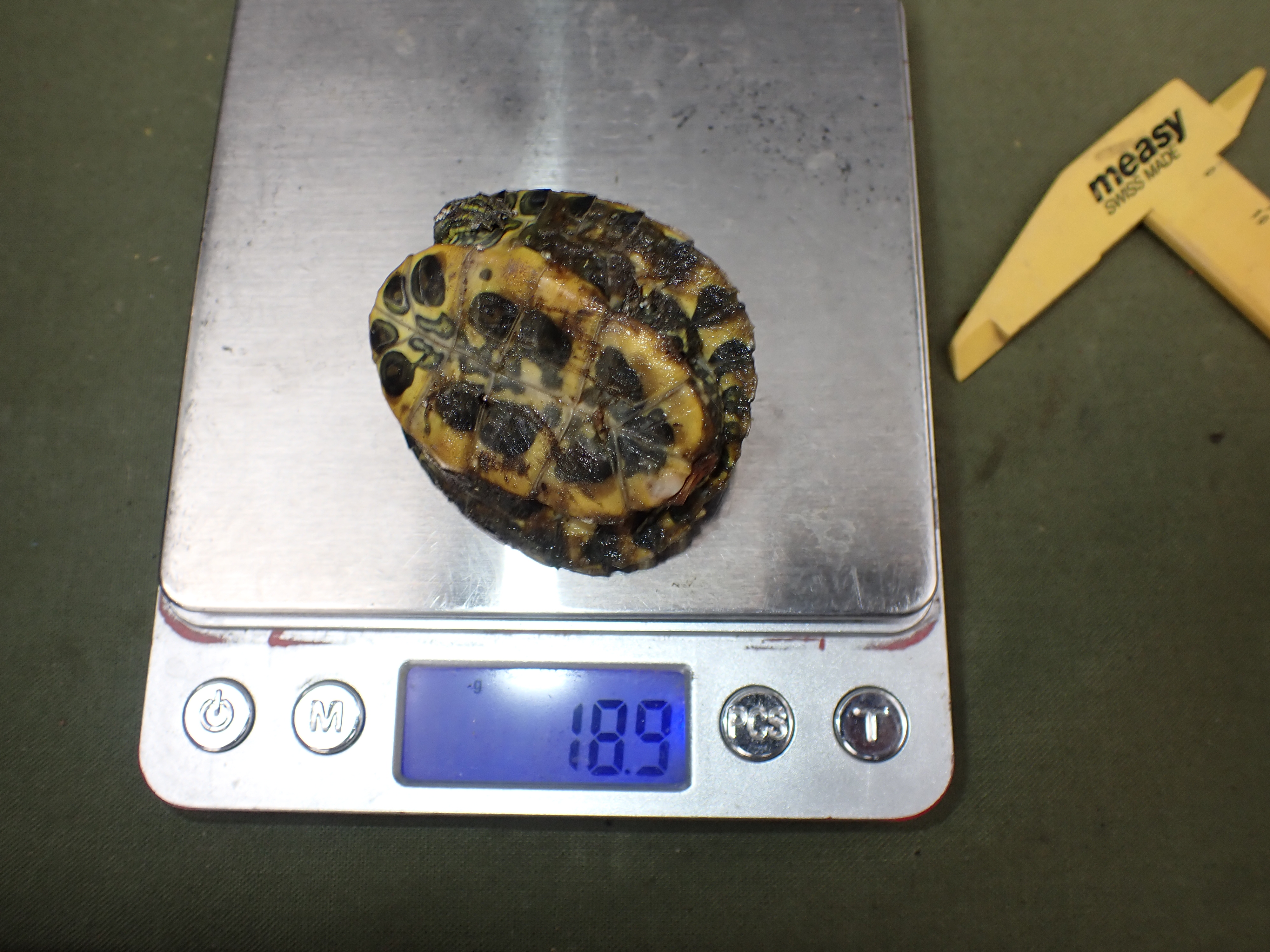 Kifogott teknősök mérése (fotó: Halpern Bálint)