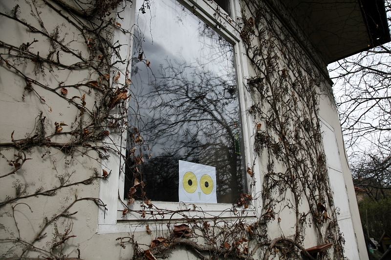 Madarak ablaknak ütközés problémája - "rémszem" (Fotó: Orbán Zoltán).