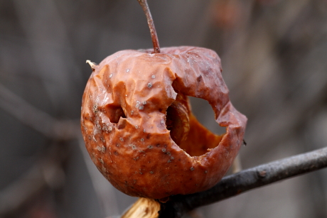 Barátposzáták által kitisztított belsejű alma (Fotó: Orbán Zoltán).