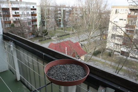 Etetőtálca panellakás erkélyén (Fotó: Orbán Zoltán).