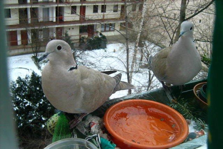 Balkáni gerlék ablakpárkány etetőn (Fotó: Dell Dorottya).