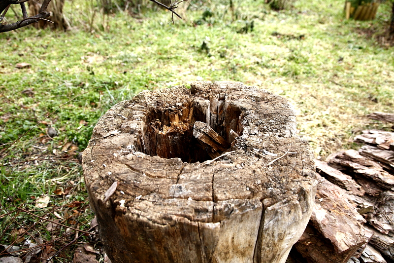 Üreges rönk kéregtetővel talajetető ökörszem-kéregrakásába építve (Fotó: Orbán Zoltán).
