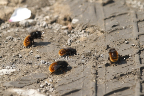 Magányos méhek sárgyűjtőhelye Budapesten (Fotó: Orbán Zoltán)