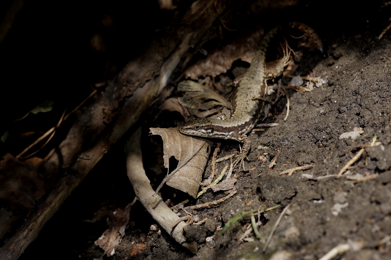 Fali gyík természetvédelmi farakás talaján / Wall Lizard at wood-pile water bowl (Fotó: Orbán Zoltán).