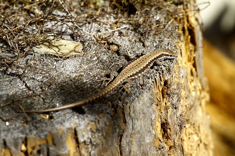 Fali gyík természetvédelmi farakás bogártyanya-rönkjén napozik / Wall Lizard at wood-pile water bowl (Fotó: Orbán Zoltán).