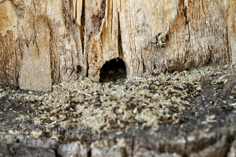 Fadongó járatának bejárata, rágásának "fűrészpora" és a rovar sötét ürülékcsomói  természetvédelmi farakásban (Fotó: Orbán Zoltán).