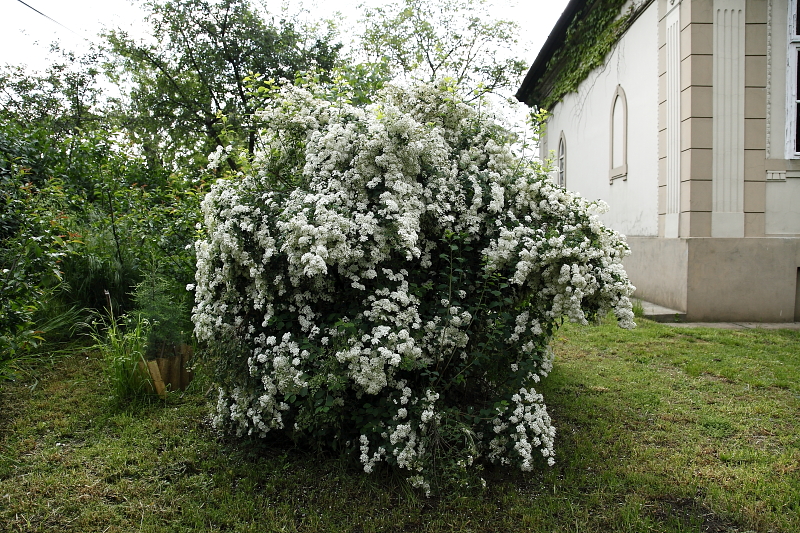 Virágzáskor és a kilombosodást követően még egy ilyen kis termetű bokor is teljesen elrejti az odút (Fotó: Orbán Zoltán).