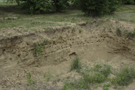 Partifecske telep ásott gödör falában (Fotó: Orbán Zoltán).