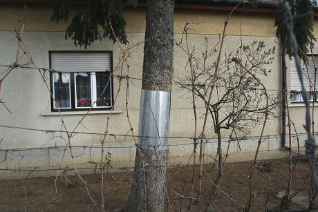 Ragadozókat távoltató fémgallér fán (Fotó: Orbán Zoltán).