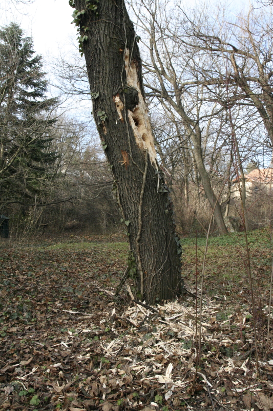 Harkály táplálékkereső lyukai lábon álló száraz fában (Fotó: Orbán Zoltán).