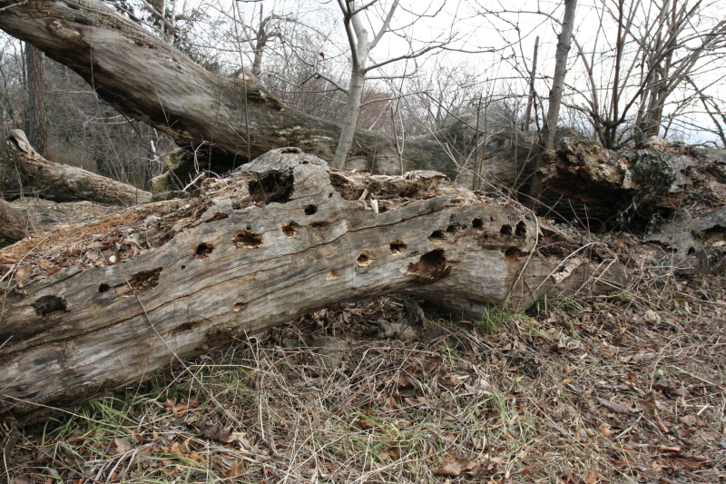 A harkályok szondázólyukai szépen kirajzolják a farontórovar-lárvák járatait ebben a kidőlt, korhadó fában (Fotó: Orbán Zoltán).