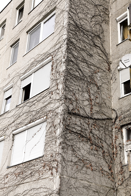Egerek és gyíkok feljutása miatt elvágott szárú, elpusztult vadszőlő egy fővárosi lakótelepen (Fotó: Orbán Zoltán).