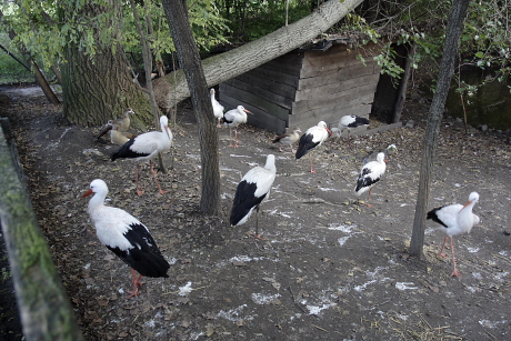 Mentett fehér gólyák a Jászberényi Állat- és Növénykertben (Fotó: Orbán Zoltán).