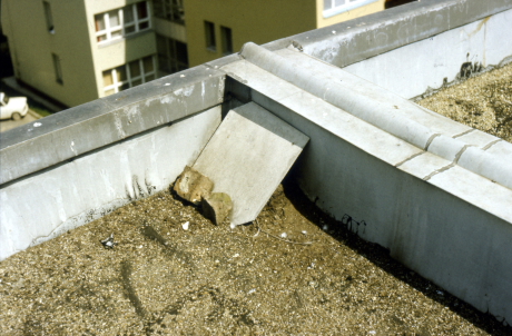 Lapostetőn feltámasztott palalap alatt költő parlagi galamb ürülék fészke (Fotó: Orbán Zoltán).