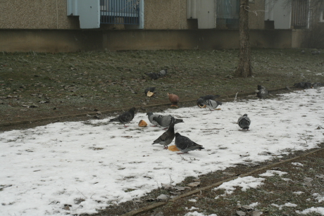 Fél vekni kenyérrel etetett parlagi galambok egy fővárosi lakótelepen (Fotó: Orbán Zoltán).