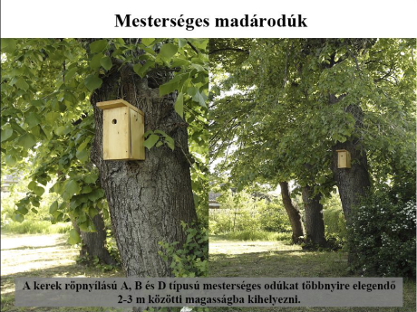 Dia a honlapról letölthető Madárbarát kert Power Point előadásból (Fotó: Orbán Zoltán).