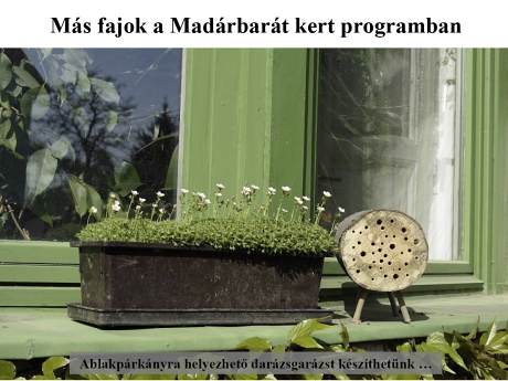Dia a honlapról letölthető Madárbarát kert Power Point előadásból (Fotó: Orbán Zoltán).