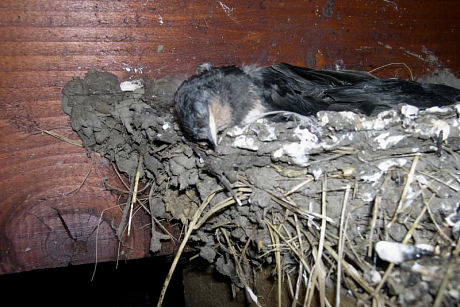 Éhezés következtében elpusztult füsti fecske fióka a fészekben (Fotó: Karcza Zsolt).