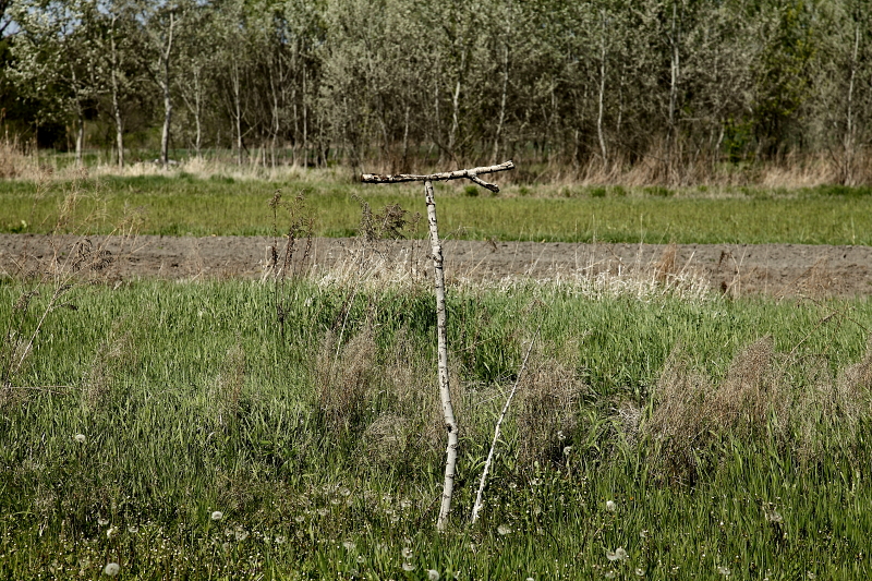 T- fa ragadozómadarak számára kaszálatlan mezsgyeszegélyben, tavasszal (Fotó: Orbán Zoltán).