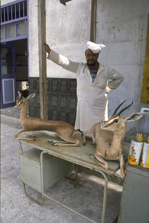 Utcai árus kitömött gazellákkal Marsa Matruh-ban, Egyiptomban (Fotó: Orbán Zoltán).
