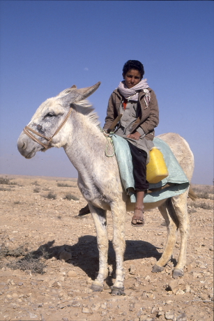 Pásztorfiú a sivatagban szamara hátán (Fotó: Orbán Zoltán).