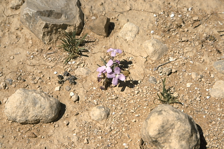 Sivatagi virág (Fotó: Orbán Zoltán).