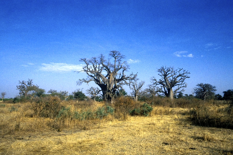 Baobabfás szavanna Szenegálban (Fotó: Orbán Zoltán).