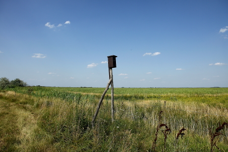 D típusú szalakótaodú Apaj térségének fátlan vidékén magasított kerítésoszlopra kihelyezve (Fotó: Orbán Zoltán).