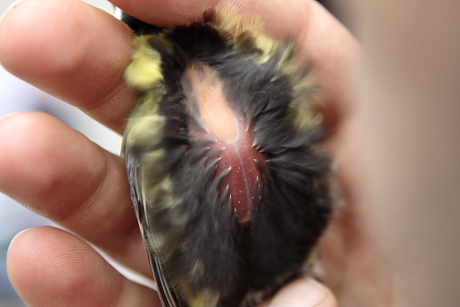 Zsírfelhalmozódás madár bőre alatt (Fotó: Orbán Zoltán).