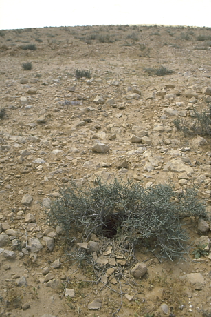 Búbospacsirta fészke a sivatagban (Fotó: Orbán Zoltán).