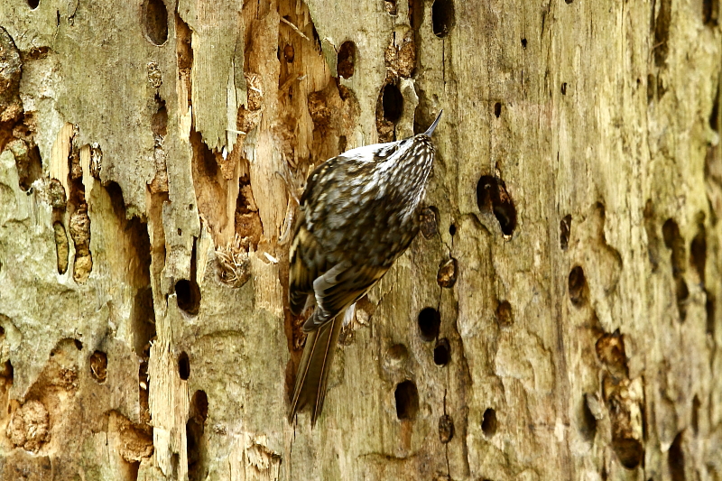 Hegyi fakusz / Eurasian Treecreeper (Fotó: Orbán Zoltán).
