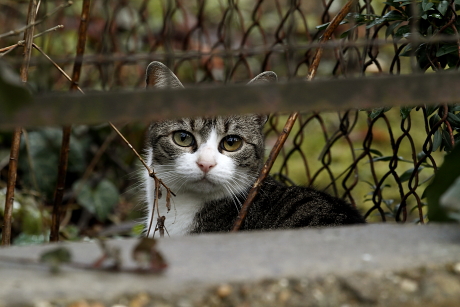 Süldő macska figyel egy kerítés mögül (Fotó: Orbán Zoltán).