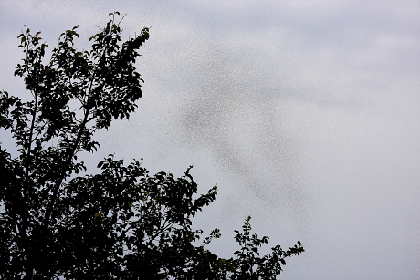 Füstként kavargó rovarfelhő (Fotó: Orbán Zoltán).