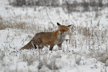 Vörös róka a hóban (Fotó: Orbán Zoltán).