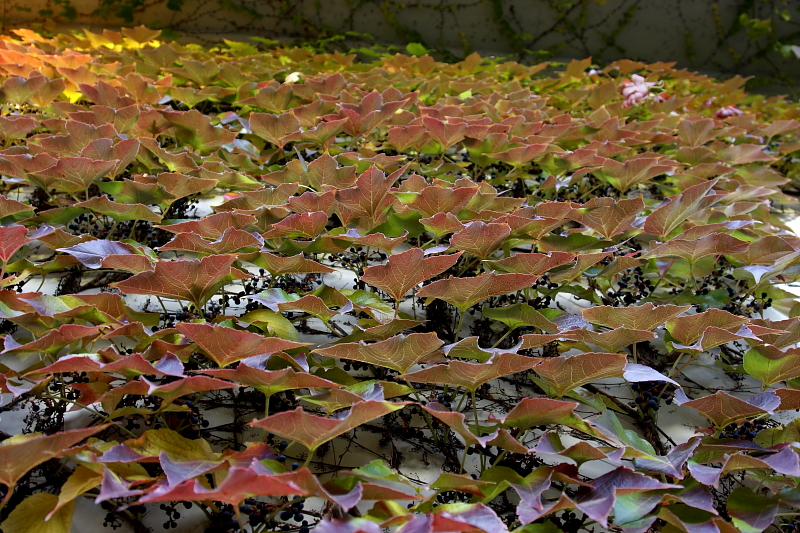 Házfalra felfutott vadszőlő őszi színekben (Fotó: Orbán Zoltán).