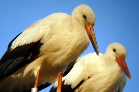 fehér gólyák (fotó: Bob Elliot)