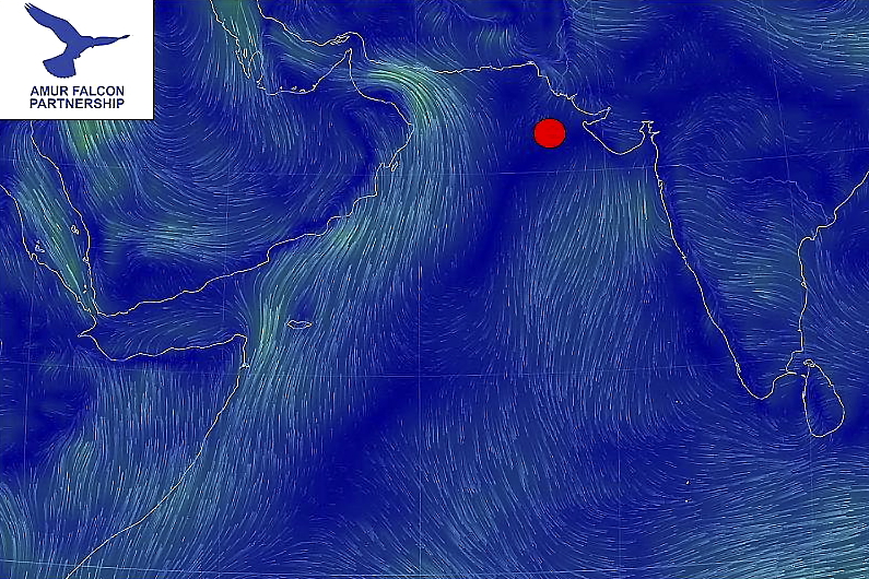Az Arab-tenger szélviszonyai tavasszal (2014.04.21-én). A piros folt a "Naga" nevű műholdadós amuri vércse helyzetét mutatja 04.20-án.