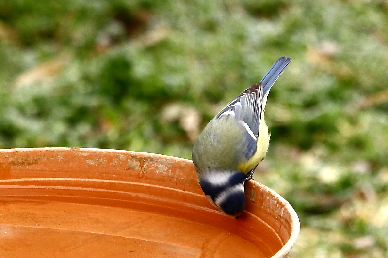 A kék cinege tarkótáji ál-arca szemből nézve, amikor a madár a fejét lehajtva eszik vagy iszik, legalább olyan jól működik, mint hátulról / False bird face [two faces bird] - Blue Tit, Parus caeruleus (Fotó/Photo: Orbán Zoltán/Zoltán Orbán).