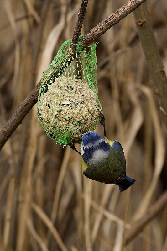 Kék cinege ál-arcos tarkótáji mintázata / False bird face [two faces bird] - Blue Tit, Parus caeruleus (Fotó/Photo: Orbán Zoltán/Zoltán Orbán).