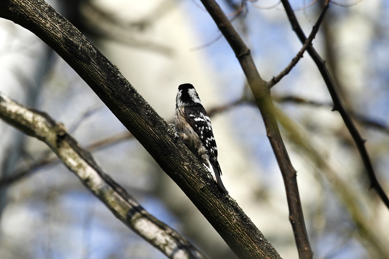 Kis fakopáncs szemfoltos tarkómintázata / False bird face [two faces bird] - Lesser Spotted Woodpecker, Dendrocopos minor (Fotó/Photo: Orbán Zoltán/Zoltán Orbán).