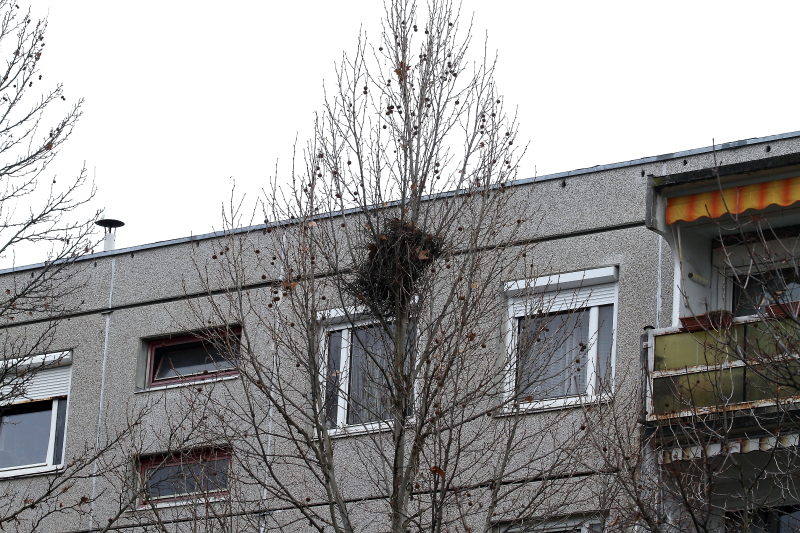 Szarka fészke lakótelepen (Fotó: Orbán Zoltán)