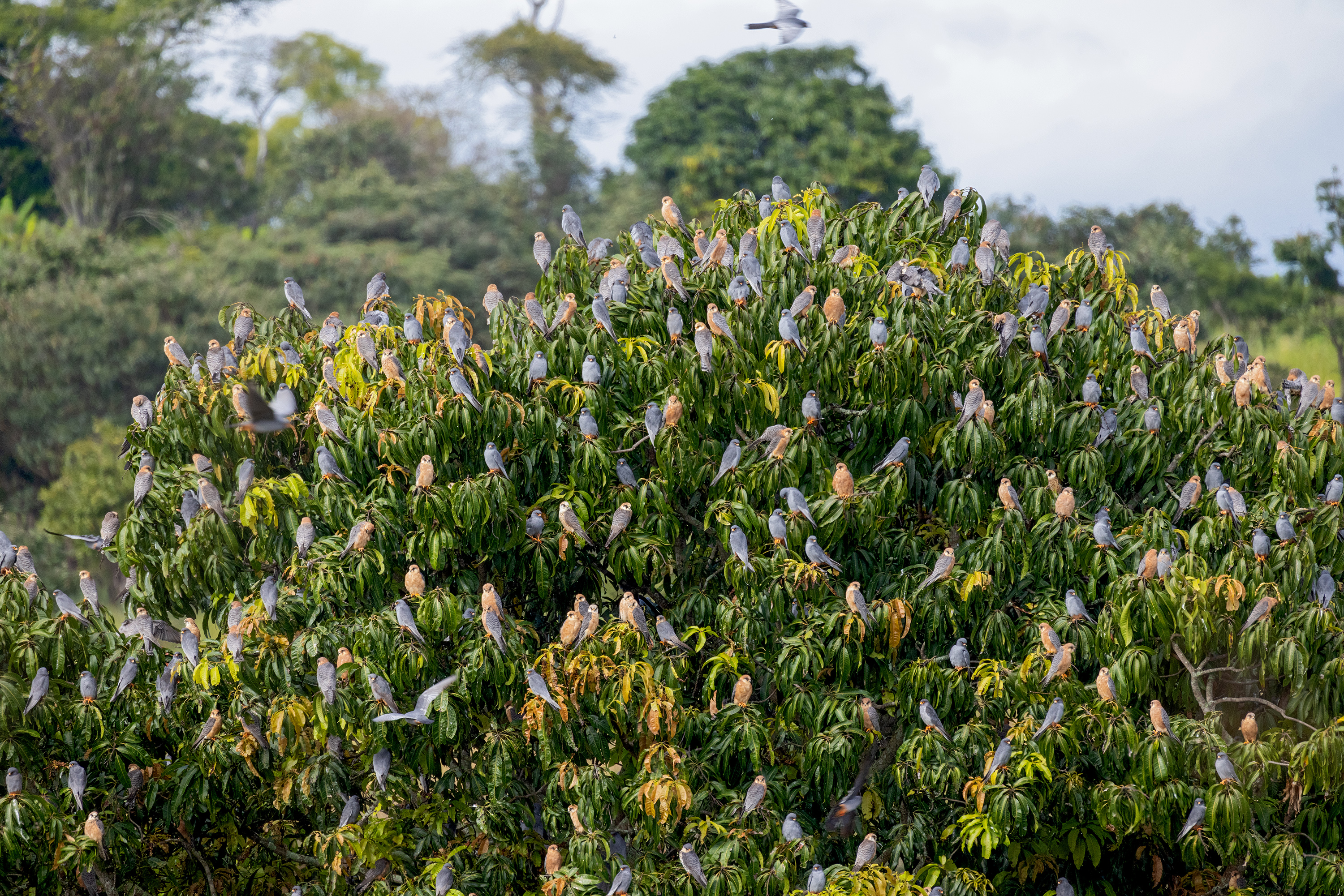 Gyülekező kék vércsék